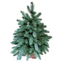 Ялина лита блакитна 0,7 м у горщику з лози